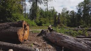 Best Storm Damage Tree Cleanup  in Prineville Lake Acres, OR