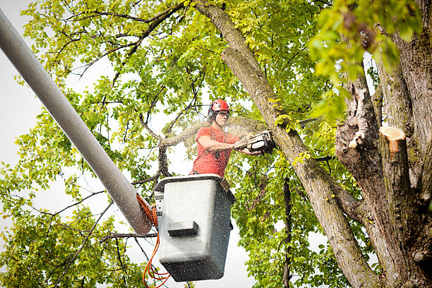 How Our Tree Care Process Works  in  Prineville Lake Acres, OR