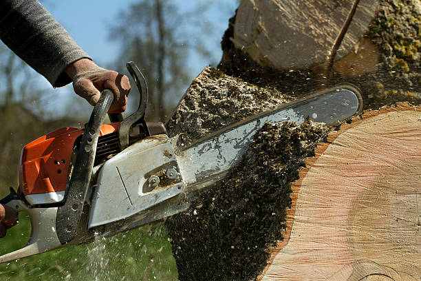 Best Arborist Consultation Services  in Prineville Lake Acres, OR
